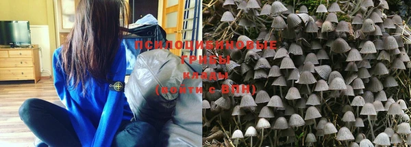 стаф Новозыбков